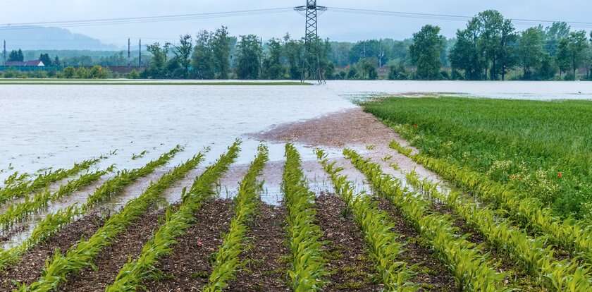 Już ponad 4 tys. polskich rolników poszkodowanych w powodzi. Jest też dobra informacja