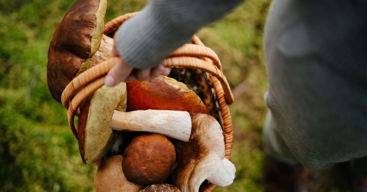 Kiedy wybrać się na grzyby? Ten termin to gwarancja sukcesu