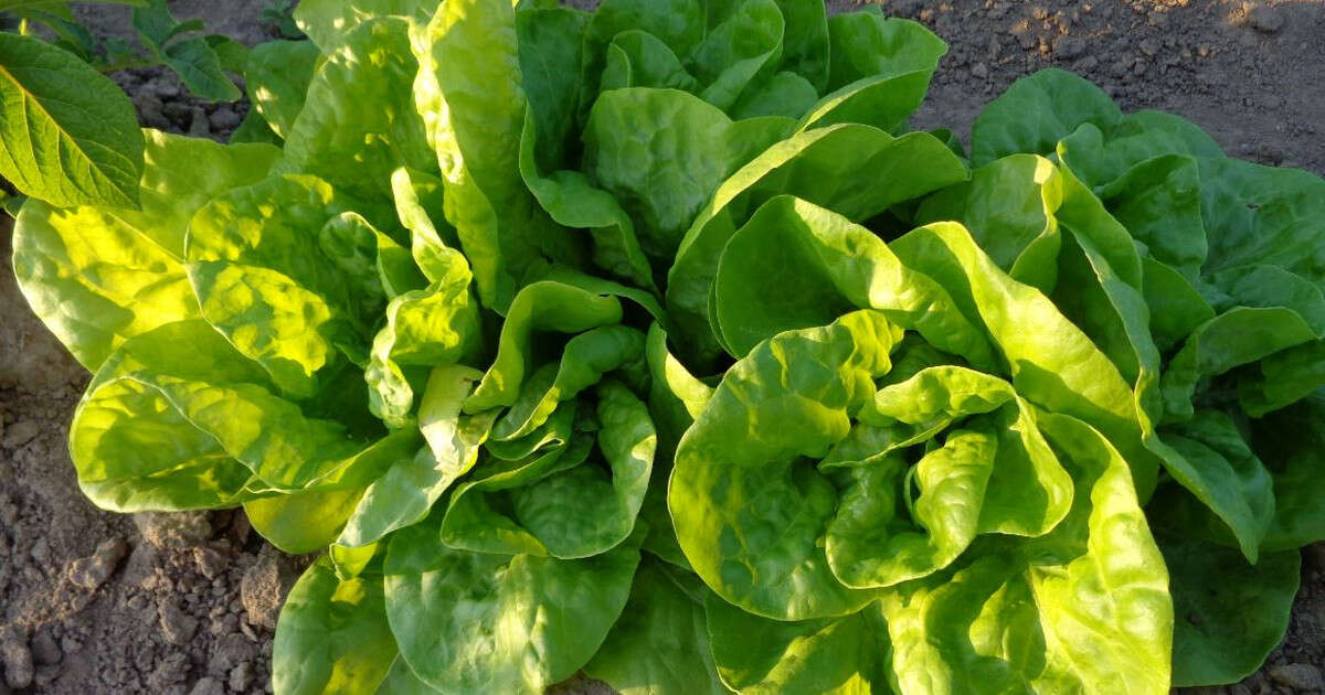 Nie spodziewalibyście się, że to popularne warzywo jest jednym z najlepszych superfoods na rynku