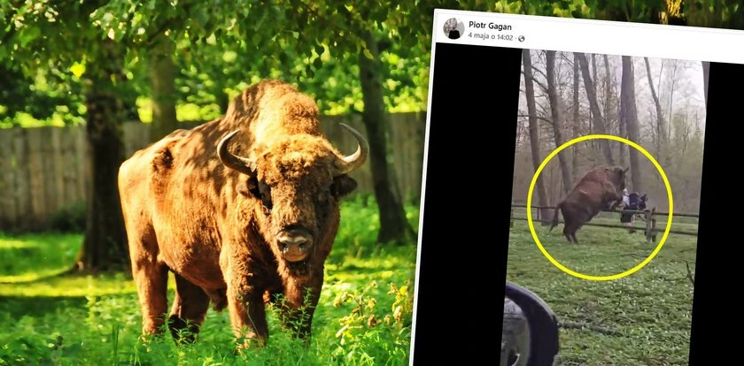 Nagranie mrozi krew. Żubr wyskoczył z zagrody i pognał na turystę