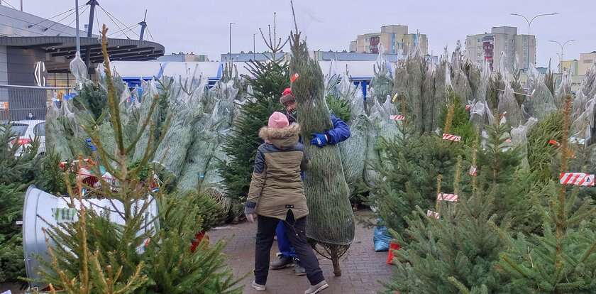 Wybierasz się po choinkę? Uważaj, za to grozi wysoki mandat