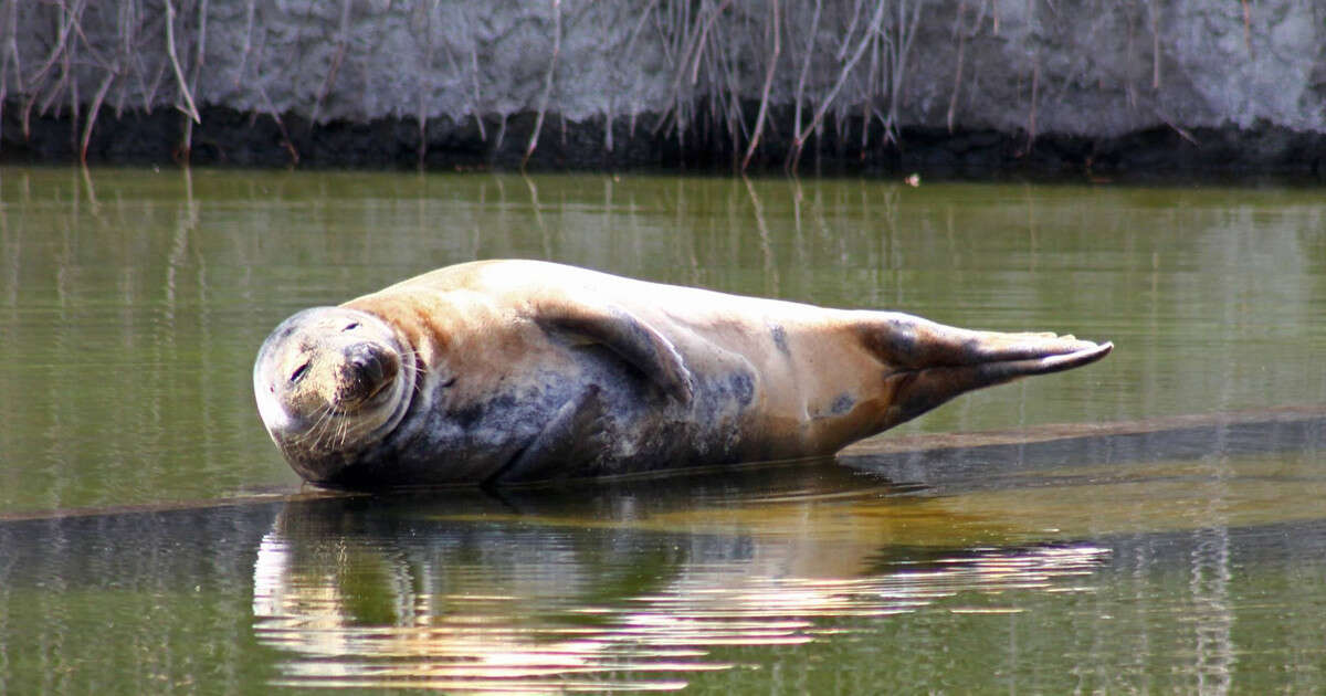 Smutek ogarnął warszawskie zoo. Nie żyje foka seniorka Sława