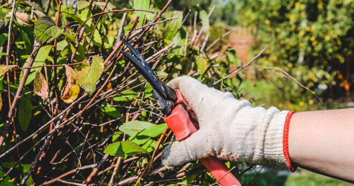 Zrób to we wrześniu, a na wiosnę ogród będzie pięknie kwitnąć. Pielęgnacja roślin na jesień