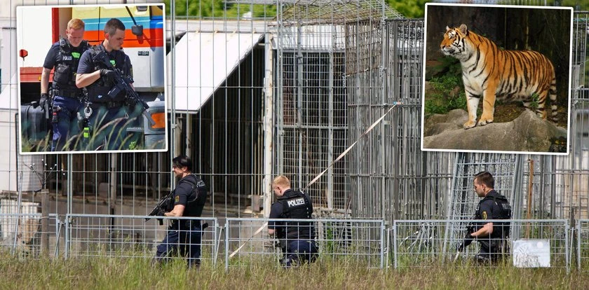 Groza w prywatnej hodowli. Tygrys uciekł z wybiegu i zaatakował człowieka