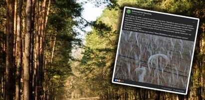 To nie włosy ani sierść! Czy wiesz, czym są białe strzępki na zdjęciu?