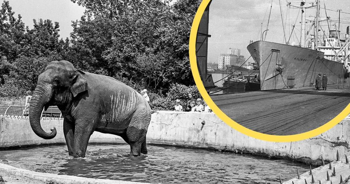 Taki prezent dostaliśmy 80 lat temu od Wietnamu. Czekała na niego cała Polska