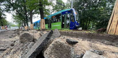 Tak pomagają ponad 100-letnim dębom na Biskupinie!