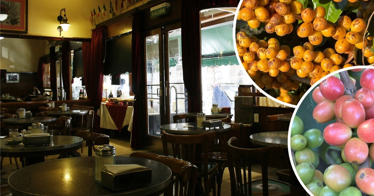 W restauracjach płacz i zgrzytanie zębów. Kawa dobija właścicieli. 