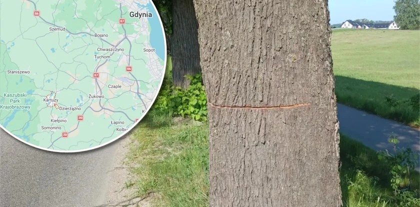 Niepokojące ślady na drzewach na Pomorzu. Podejrzewają najgorsze. Policja apeluje do mieszkańców