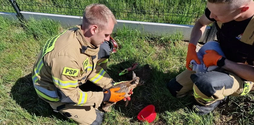 To maleństwo utknęło w wykopie. Strażacy z Oleśnicy ruszyli na ratunek