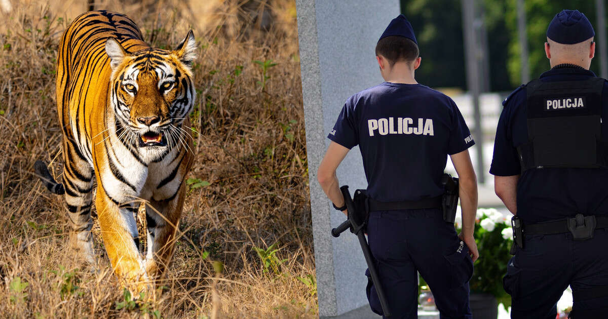 Oddali 57 strzałów, zginął weterynarz