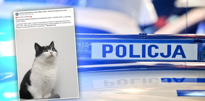 Kot umierał w męczarniach. Właścicielka szuka sprawcy postrzelenia. 