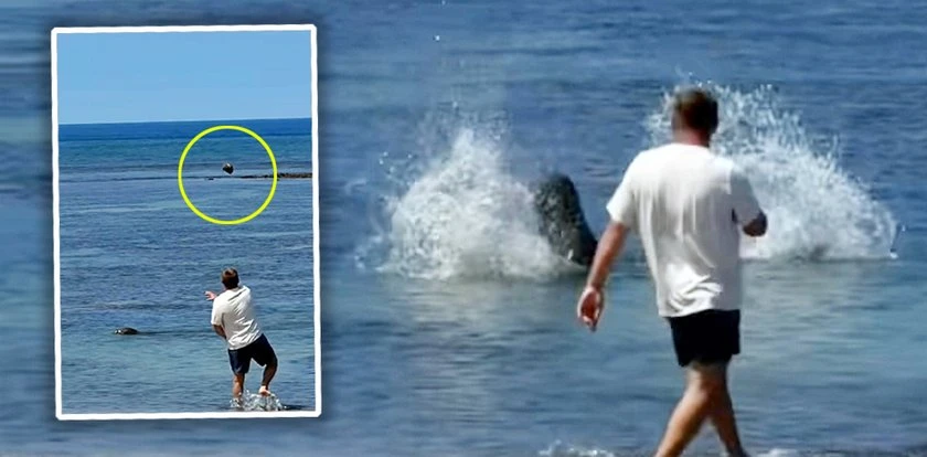 Skandal na rajskiej plaży. Rzucił kamieniem w fokę. Później krzyczał, że jest bogaty