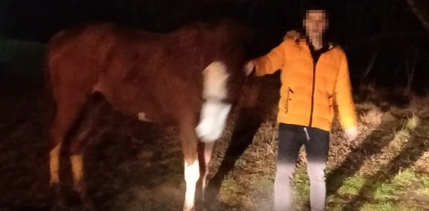 Oto kowboj z Wejherowa. Ukradł klacz i chciał z nią zamieszkać w bloku