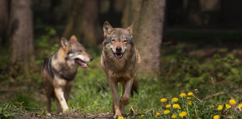 Dolnośląskie. Wilk zaatakował psa. Myśliwi wydali pilny apel
