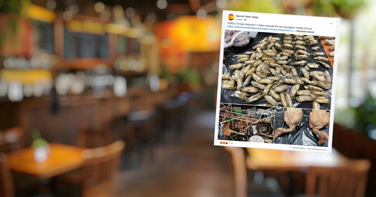 Skandal w Madrycie. Zamiast pieczonej kaczki restauracja serwowała uliczne gołębie