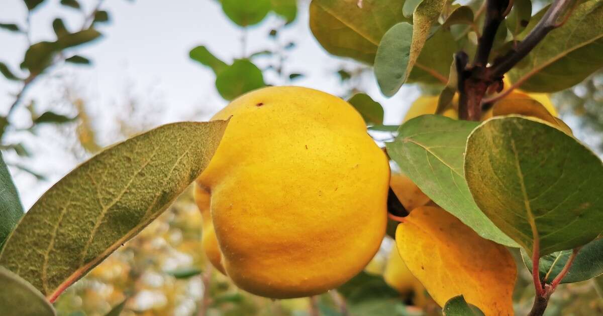 Zrywam pigwę i przemrażam owoce. Później robię z nich pyszną konfiturę