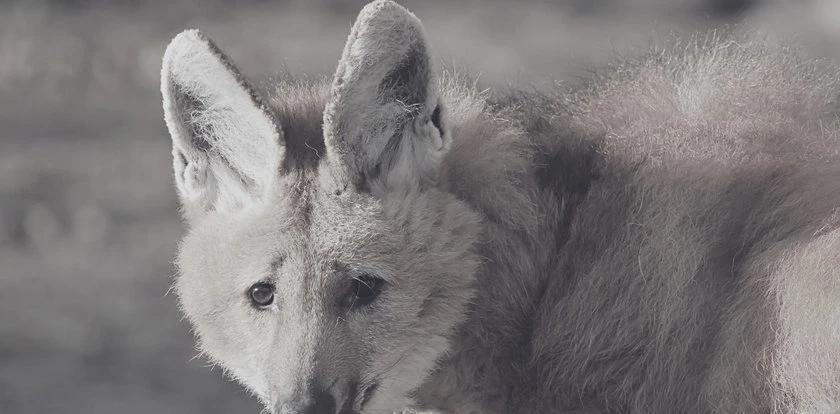 Wielki smutek w gdańskim zoo. Odszedł wyjątkowy podopieczny. 