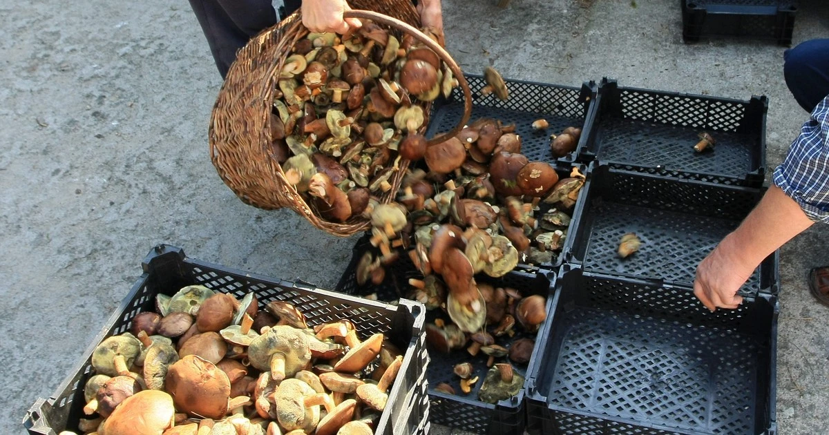 Pogoda sprzyja grzybom, ale nie grzybiarzom. Jest jeden problem w polskich lasach
