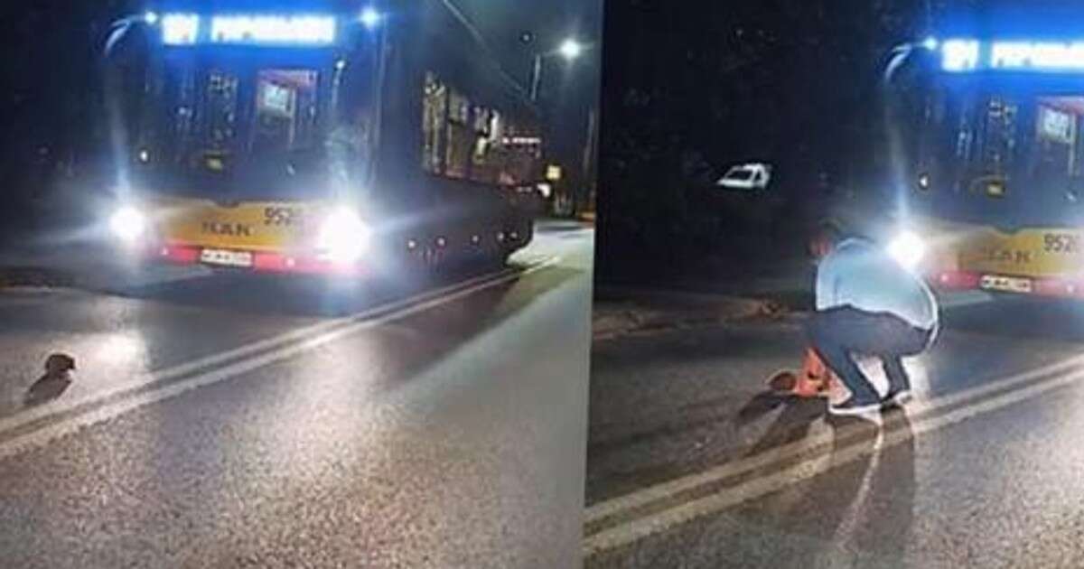 Kierowca autobusu pomógł jeżowi w nocnej wędrówce. 