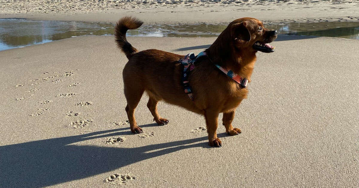 Czy na plażę można iść z psem? Obowiązuje kilka zasad