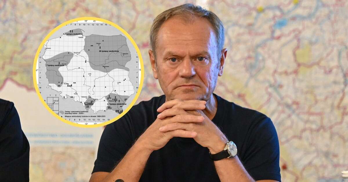 Donald Tusk chce walki z bobrami. Posłanka przypomniała mu specjalną mapę