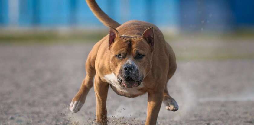 Amstaff pogryzł nastolatkę na warszawskim Służewiu. To już drugi taki atak w tym miesiącu