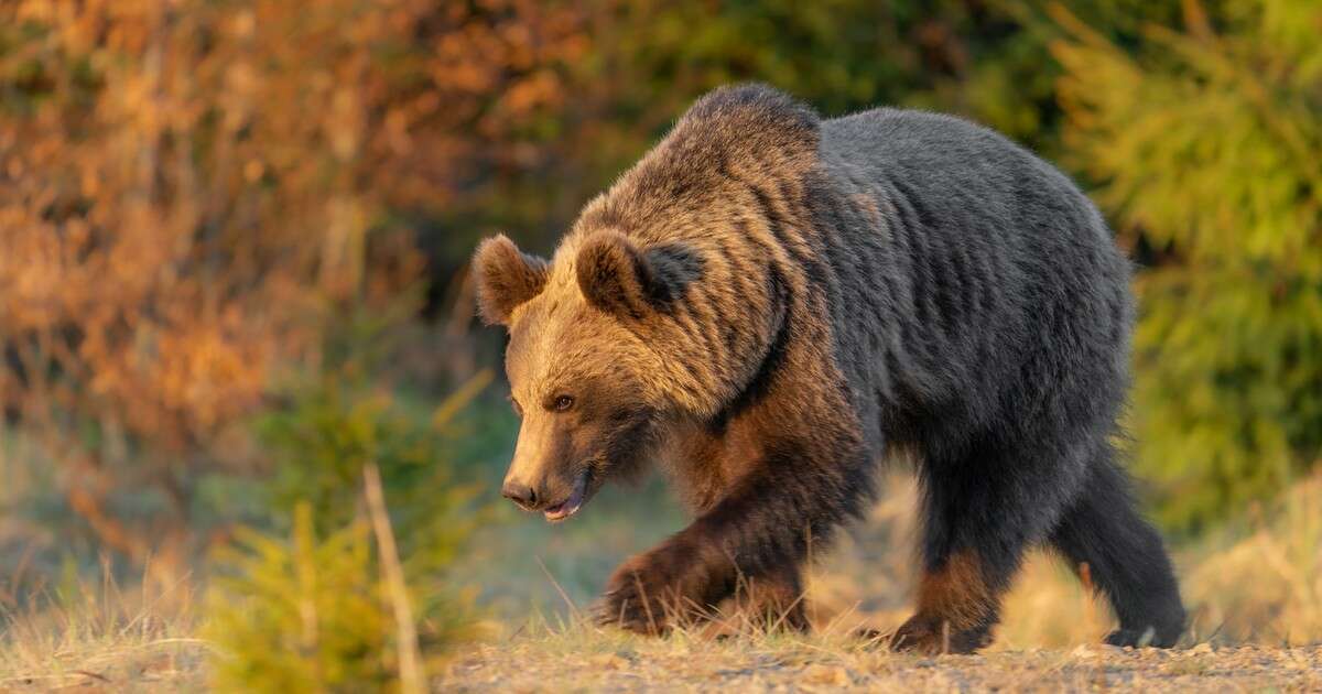 Myśliwy zginął podczas polowania. Spadł na niego niedźwiedź