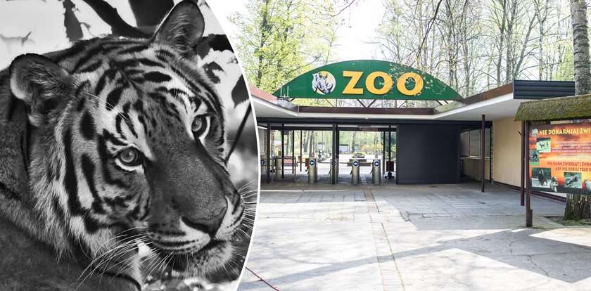 Dramatyczny komunikat zoo w Poznaniu. 