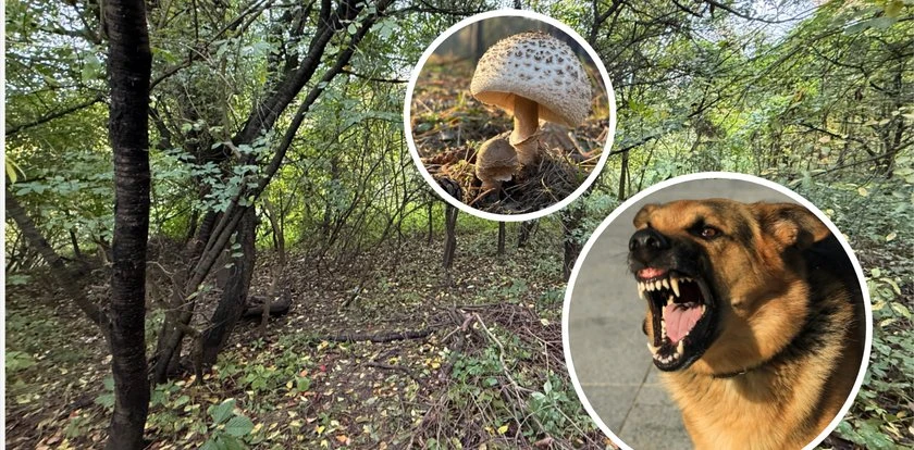 Koszmar w lesie pod Zieloną Górą. Psy rzuciły się na grzybiarza. Mężczyzna walczy o życie