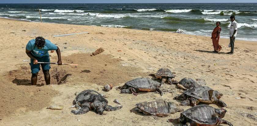 Niepokojące odkrycie na indyjskiej plaży. Morze wyrzuciło na brzeg ponad tysiąc martwych osobników