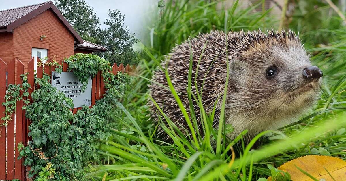 Od 14 lat pomagają kolczastym pacjentom. 