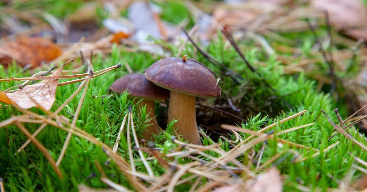 Chcesz wyjść z lasu z koszem pełnym podgrzybków? Patrz w te miejsca