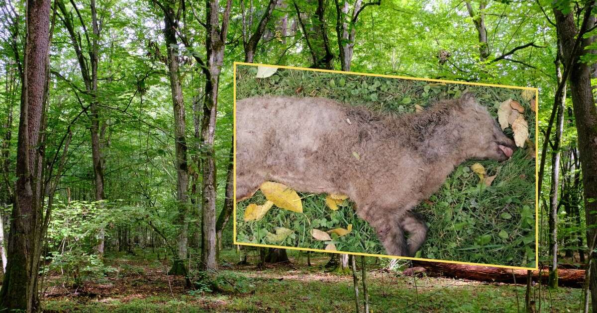 Leśnicy myśleli, że to młody wilk. Nowy gatunek drapieżnika w polskiej puszczy