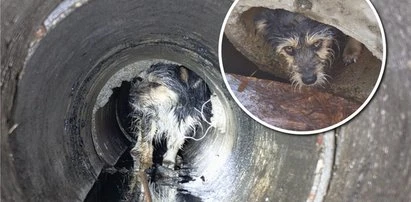 Wygląda jak mokry mop. Internet oszalał po akcji ratunkowej spod Śremu