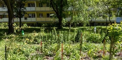 Czy możesz założyć ogródek pod swoim blokiem? Sprawdź, zanim się zabierzesz za sadzenie