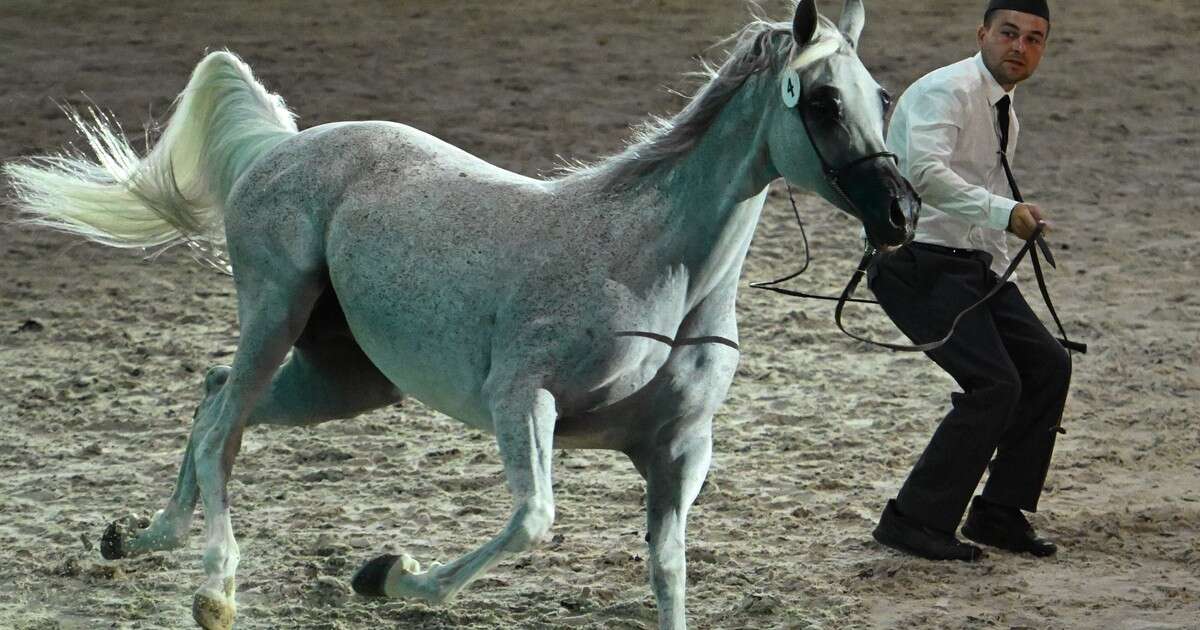 Skandal wokół Pride of Poland. Problemy z płatnością za gwiazdę aukcji