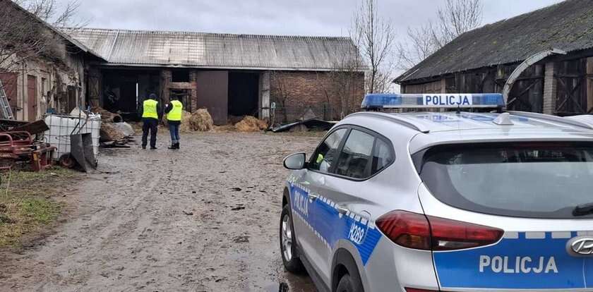 W pożarze spłonęło kilkadziesiąt krów. Straty są gigantyczne