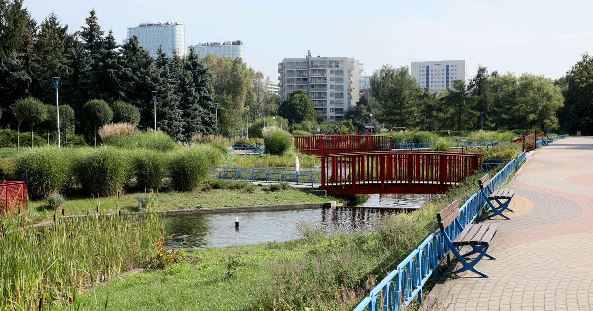 To one odpowiadają za śmierć kaczek w warszawskich parkach