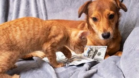 Ostatni moment na zgłoszenie. Dla kogo 500 plus na psa i kota?