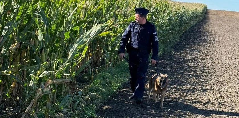 Kto zastawia pułapki w polu kukurydzy na rolników? Policja ostrzega