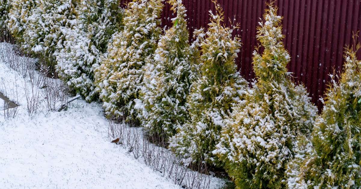 Zrób to teraz, a tuje odwdzięczą się wiosną. Tych rzeczy musisz dopilnować w styczniu