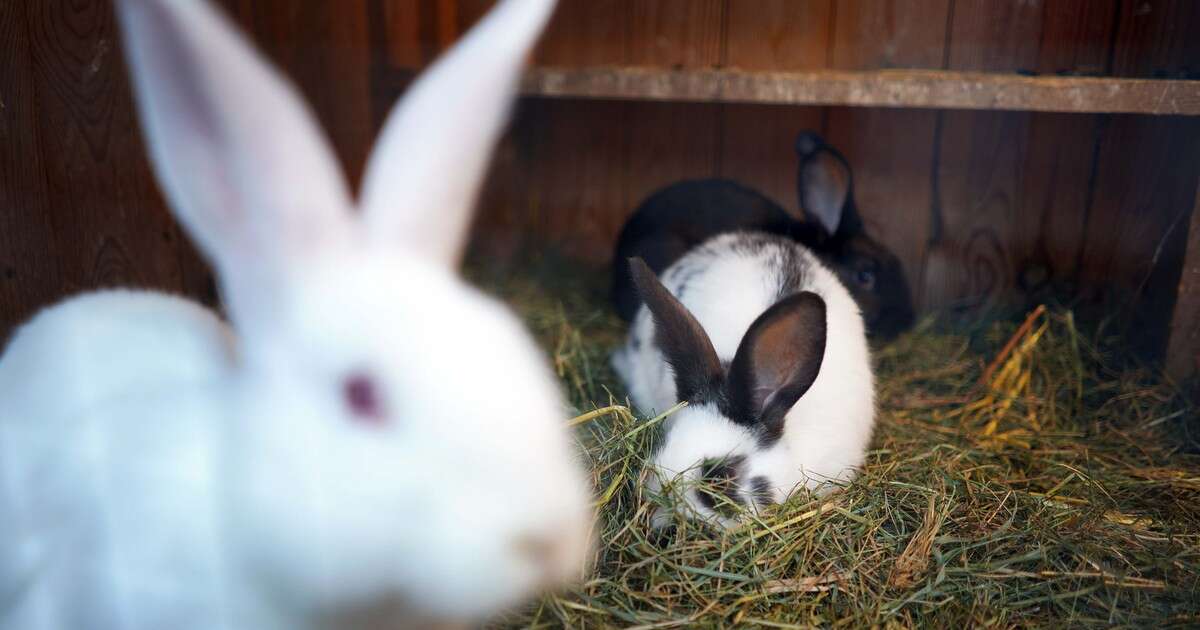 Wzrost zachorowań na tularemię w Niemczech. Jak przenosi się królicza gorączka