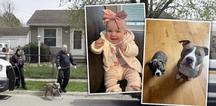 Pitbull zagryzł dziecko. Matka zabrała głos: 