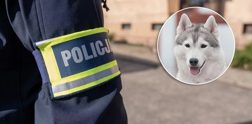 Ukrył zwłoki w mieszkaniu i przychodził tam karmić psa swojej ofiary
