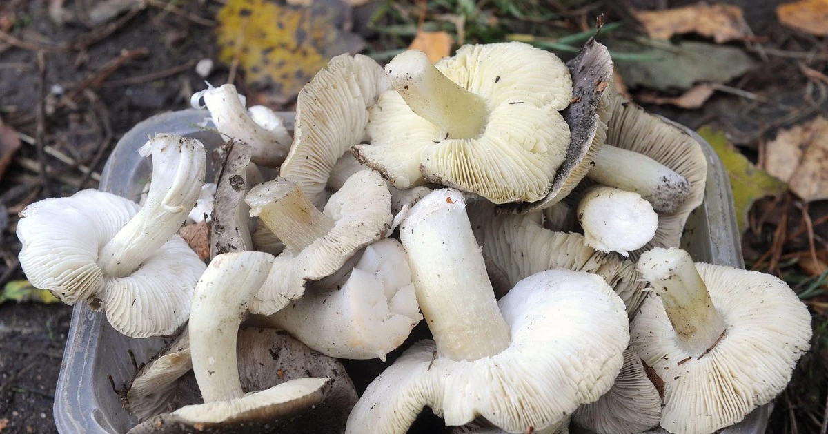 Mało kto zna te grzyby, a są delikatne w smaku i aromatyczne. W lasach jest ich zatrzęsienie