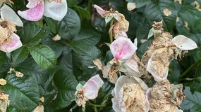 Jak i do kiedy ogławiać róże? Znajdź liść właściwy i tnij w ten sposób