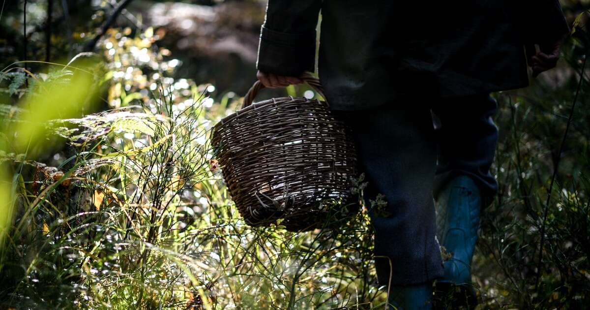 Wybierasz się na grzyby? Uważaj, żeby nie wrócić z wysokim mandatem