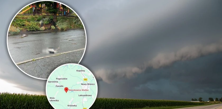 Przejmujący obraz po nawałnicy. Nie miały szansy w starciu z żywiołem