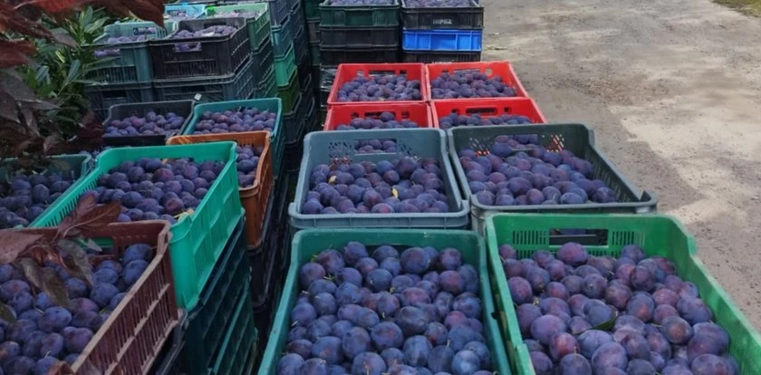 Rolnik został z tonami śliwek. Internauci ruszyli z pomocą